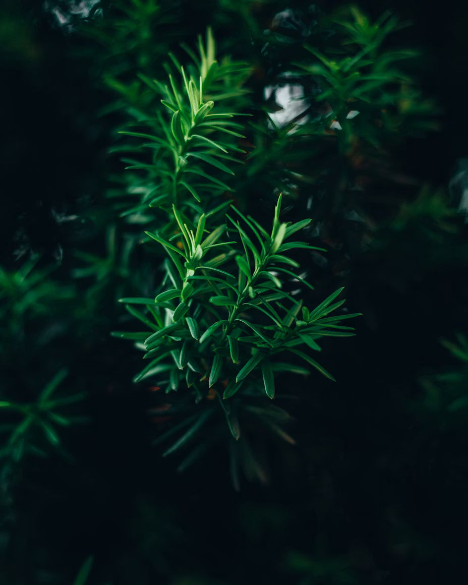 Rosemary Oil vs Minoxidil: An Honest Side-by-Side